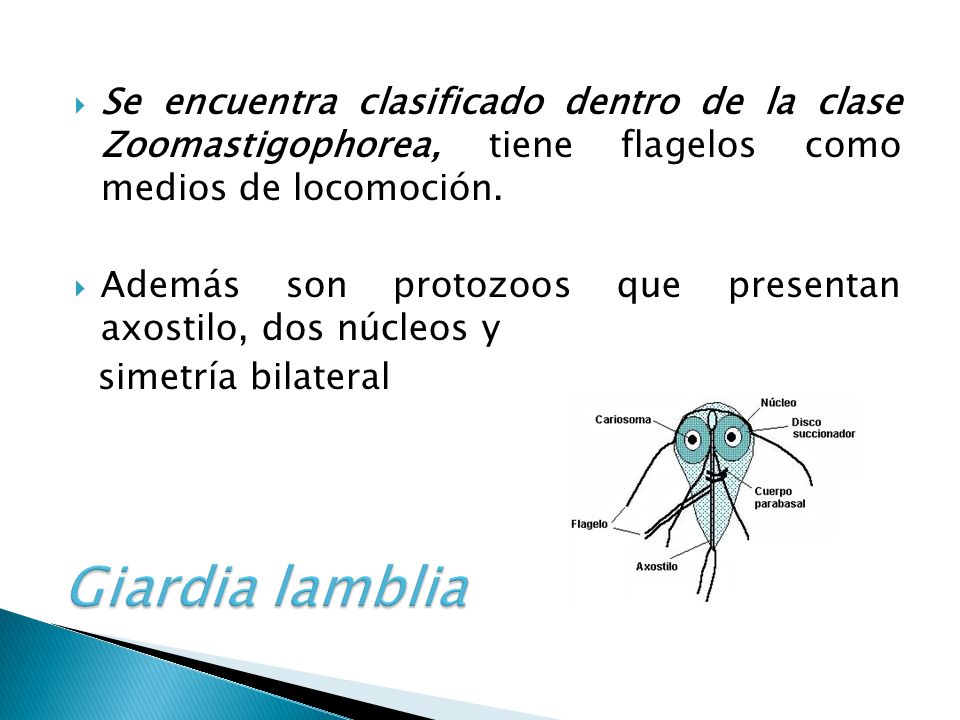 giardia lamblia y sus partes giardia lamblia y sus partes